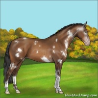 Horse Color:Gray White Spotted Sable Champagne Tobiano 