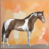 Horse Color:Gray Sable Champagne Tobiano Rabicano