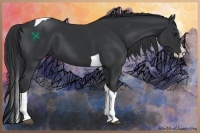 Horse Color:Black Splash Tobiano