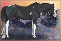 Horse Color:Black Splash Tobiano