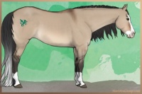 Horse Color:Brown Dun Splash