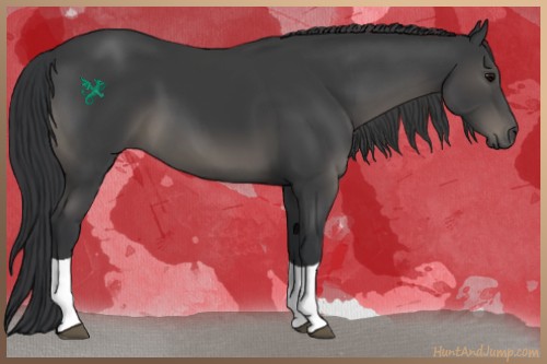 Horse Color:Black Tobiano 