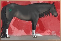 Horse Color:Black Tobiano 