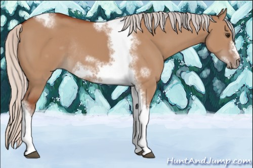 Horse Color:Silver Bay Dun Sabino Tobiano Frame Rabicano