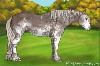 Horse Color:White Spotted Silver Black 