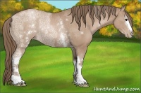 Horse Color:White Spotted Black Ice Pearl Rabicano 