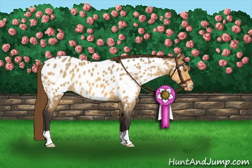 Horse Color:Buckskin Dun Appaloosa