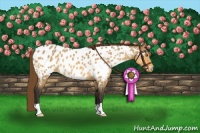 Horse Color:Buckskin Dun Appaloosa 
