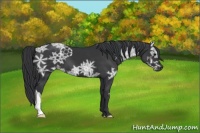 Horse Color:Black Ice 