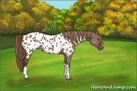 Horse Color:Liver Red Dun Appaloosa 
