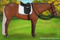 Horse Color:Silver Bay 