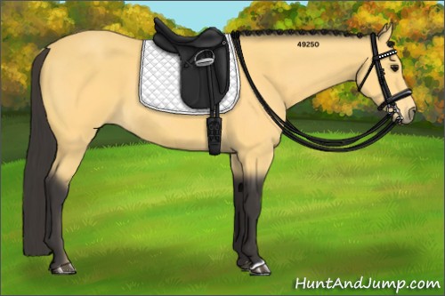Horse Color:Buckskin 