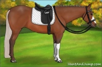 Horse Color:Silver Bay