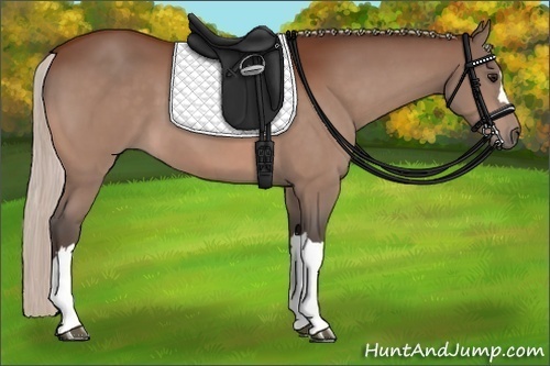 Horse Color:Silver Bay 