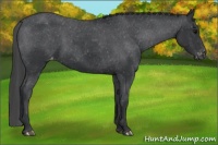 Horse Color:Black Appaloosa 