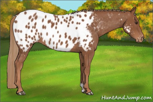 Horse Color:Chestnut Near Leopard