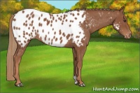 Horse Color:Chestnut Near Leopard