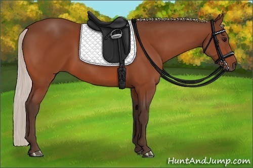 Horse Color:Silver Bay 