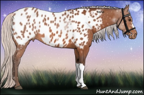 Horse Color:Silver Brown Near Leopard