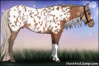 Horse Color:Silver Brown Near Leopard 