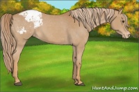 Horse Color:Chestnut Appaloosa 