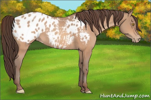 Horse Color:Amber Champagne Appaloosa