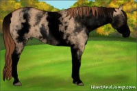 Horse Color:Void White Spotted Red Dun 