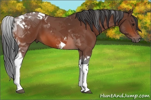 Horse Color:Bay Tobiano 