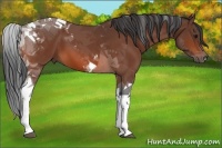 Horse Color:Bay Tobiano 