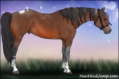 Horse Color:Bay Tobiano 