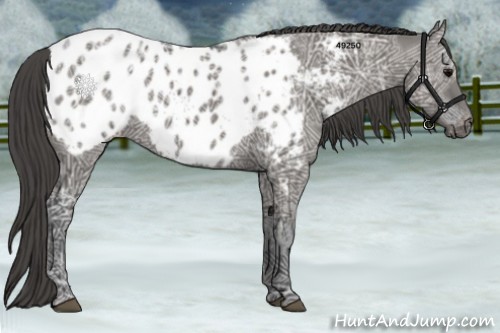 Horse Color:Grullo Ice Appaloosa Rabicano 