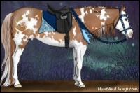 Horse Color:White Spotted Chestnut Splash 
