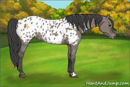Horse Color:Grullo Appaloosa 