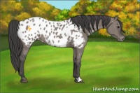 Horse Color:Grullo Appaloosa 