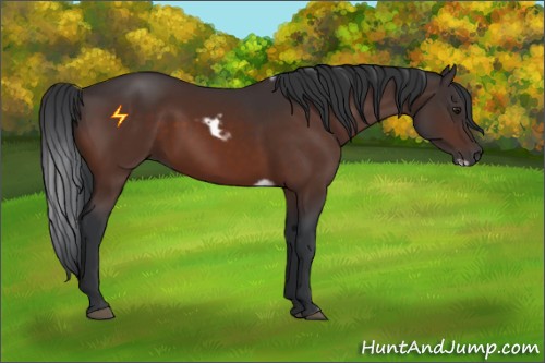 Horse Color:White Spotted Brown Frame Rabicano 