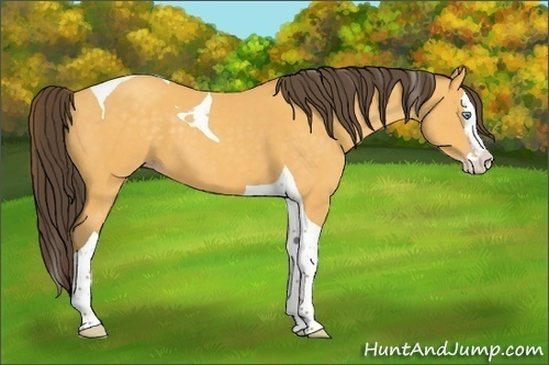 Horse Color:Amber Cream Champagne Splash Tobiano 