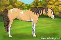 Horse Color:Amber Cream Champagne Splash Tobiano