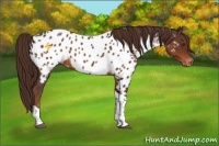 Horse Color:Liver Chestnut Tobiano Appaloosa 