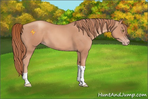 Horse Color:Gold Champagne Tobiano