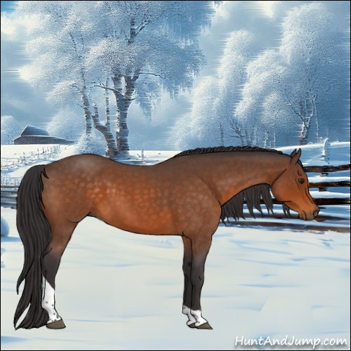 Horse Color:Buckskin Roan Tobiano 