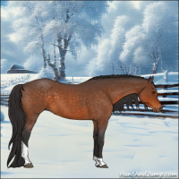 Horse Color:Buckskin Roan Tobiano