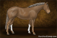 Horse Color:Chocolate Palomino 