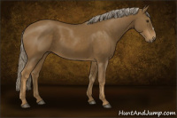 Horse Color:Chocolate Palomino 