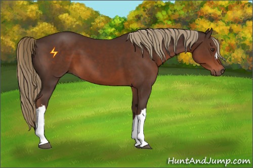 Horse Color:Liver Chestnut 