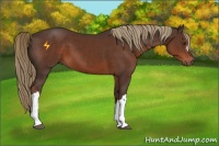 Horse Color:Liver Chestnut 