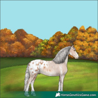 Horse Color:White Spotted Silver Classic Champagne Appaloosa