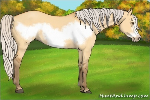 Horse Color:Silver Buckskin Dun Frame 