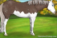 Horse Color:Silver Black Splash Appaloosa
