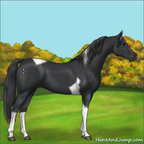 Horse Color:Black Tobiano 