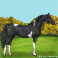 Horse Color:Black Tobiano 